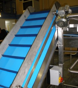 Flighted belt conveyor moving mushrooms